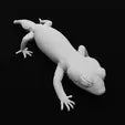 Pernatty knob tail gecko - pose 3