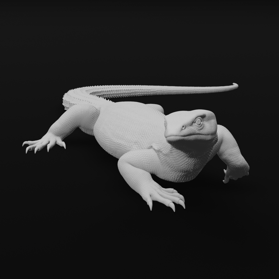 Ackie monitor - Stepping - 20cm