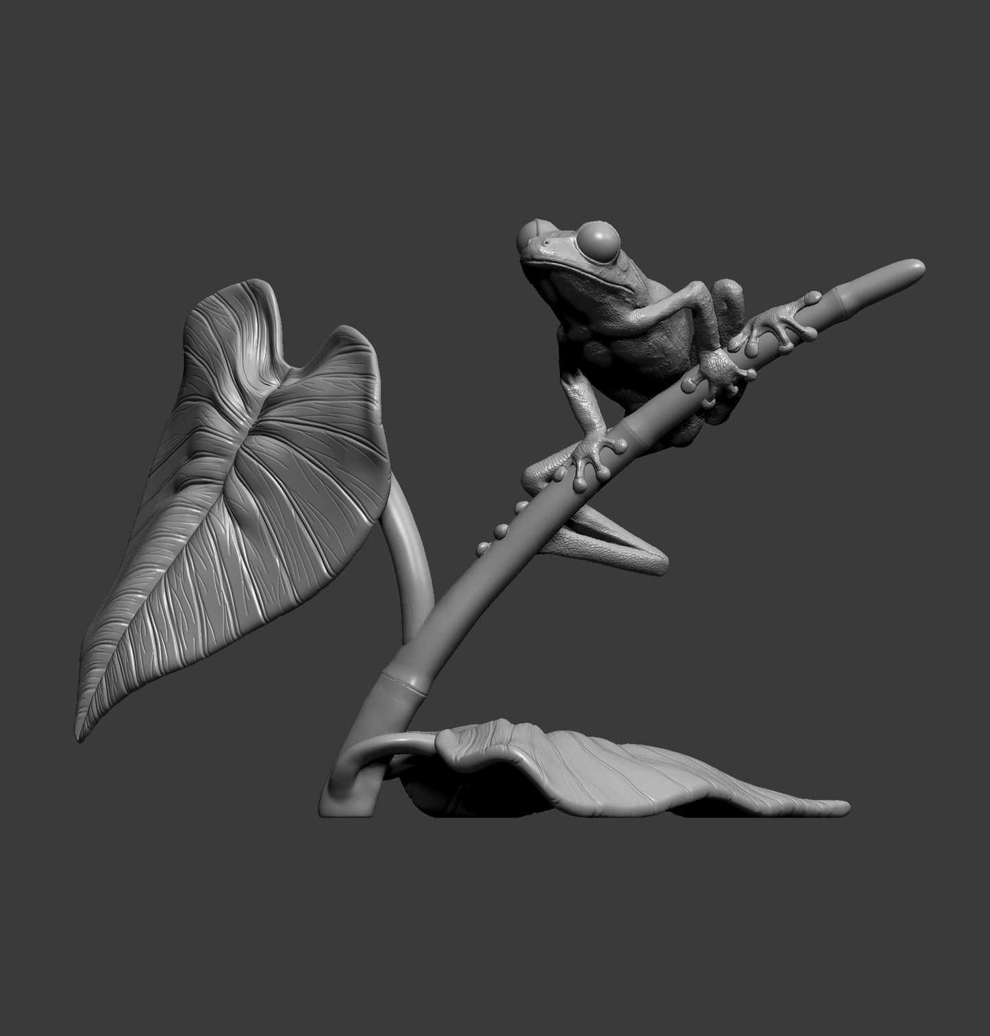 Red eyed tree frog - On plant