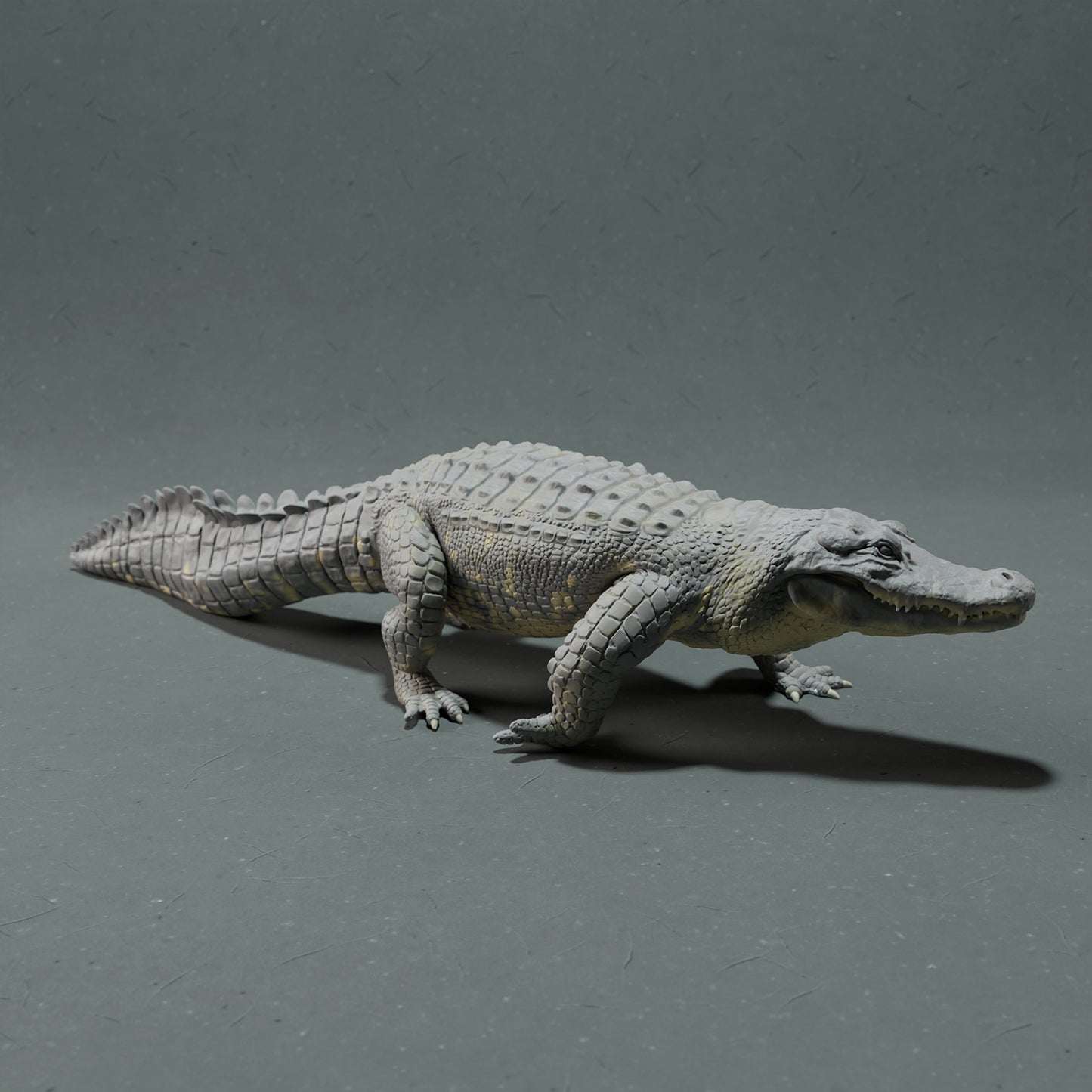 American alligator - walking