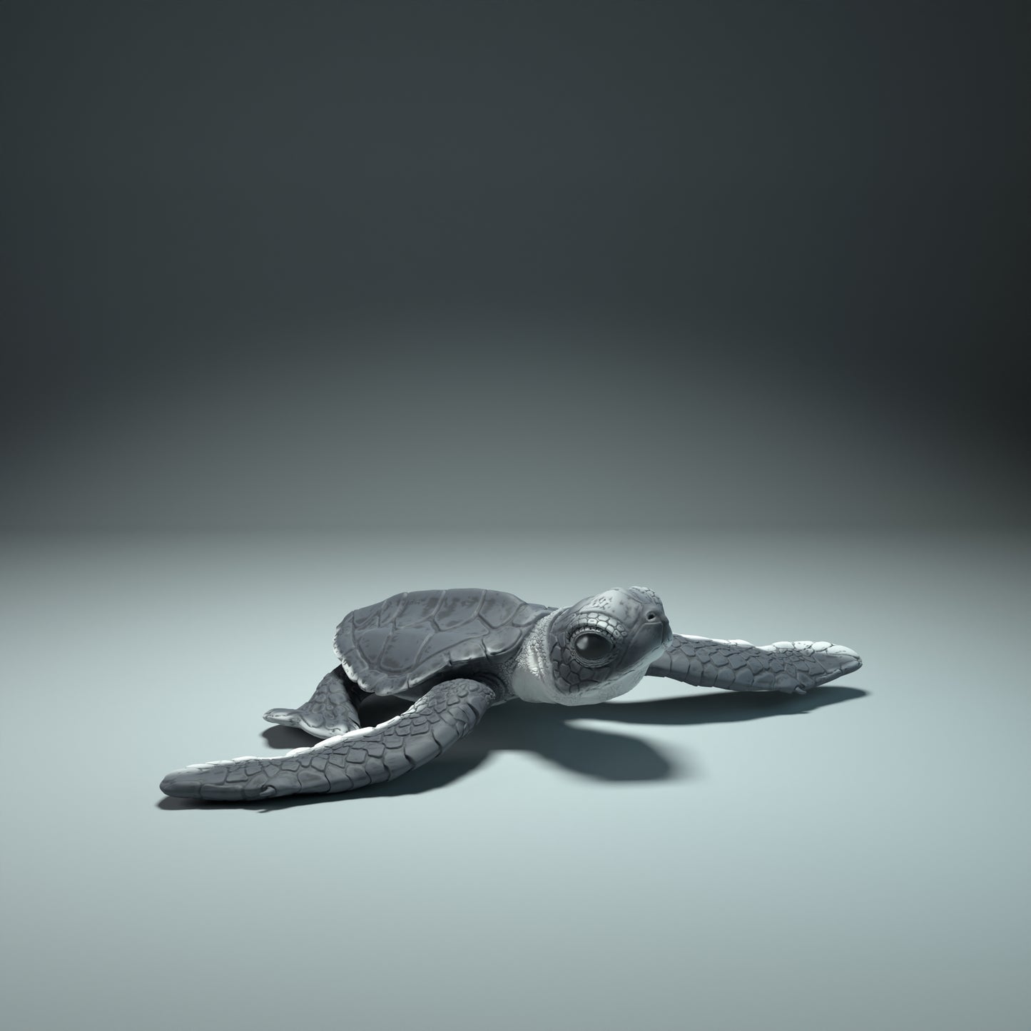 Sea turtle hatchling