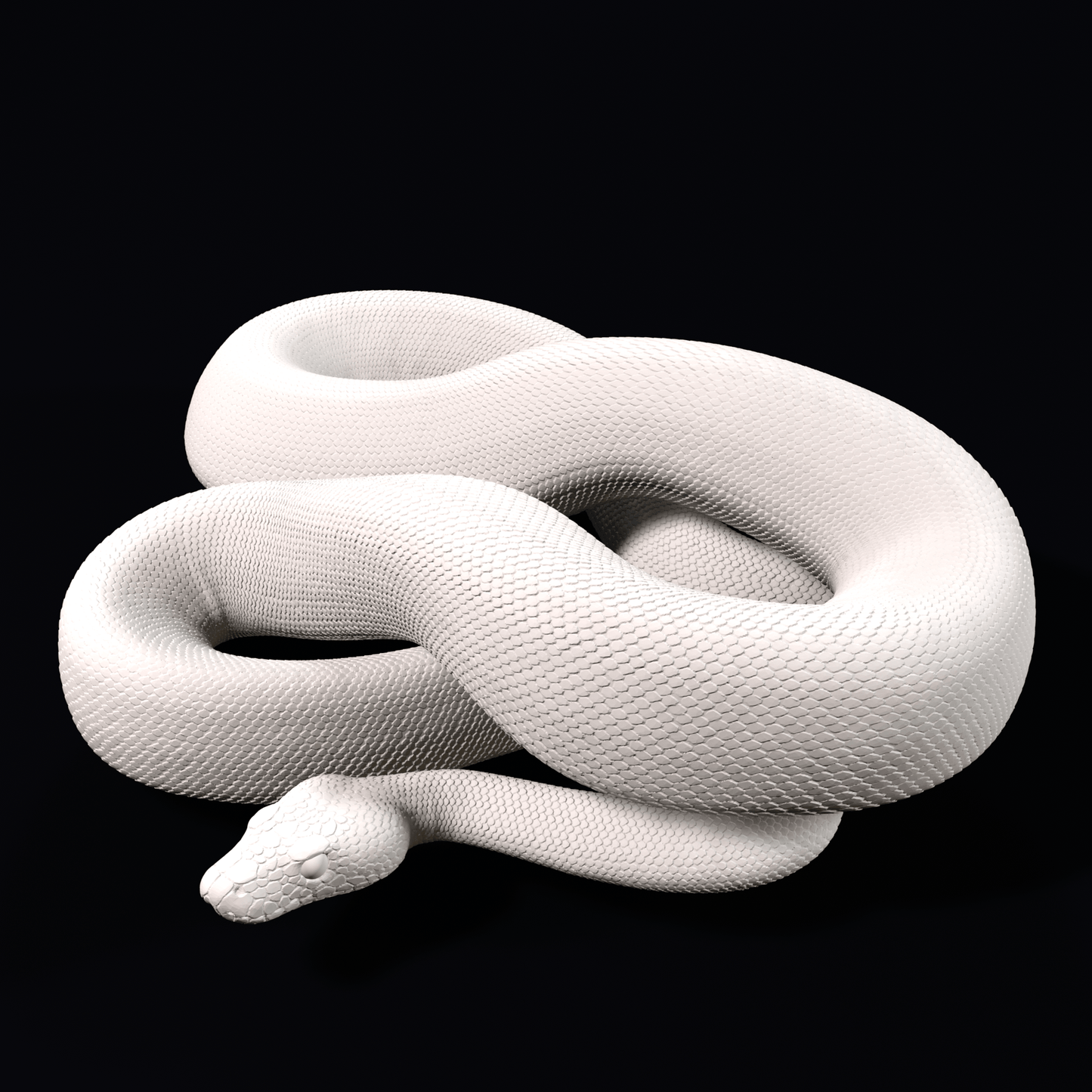 Ball python - Coiled - 20cm