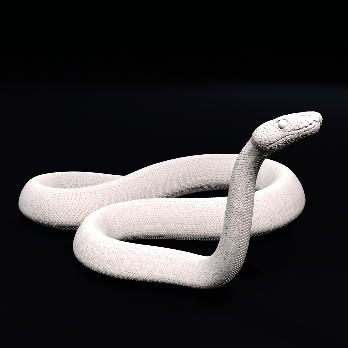 Ball python - Raised head - 20cm
