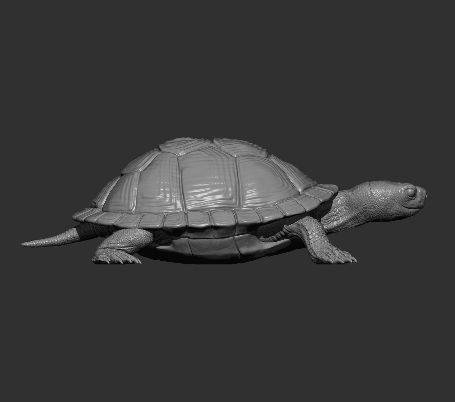 Red eared slider - On ground