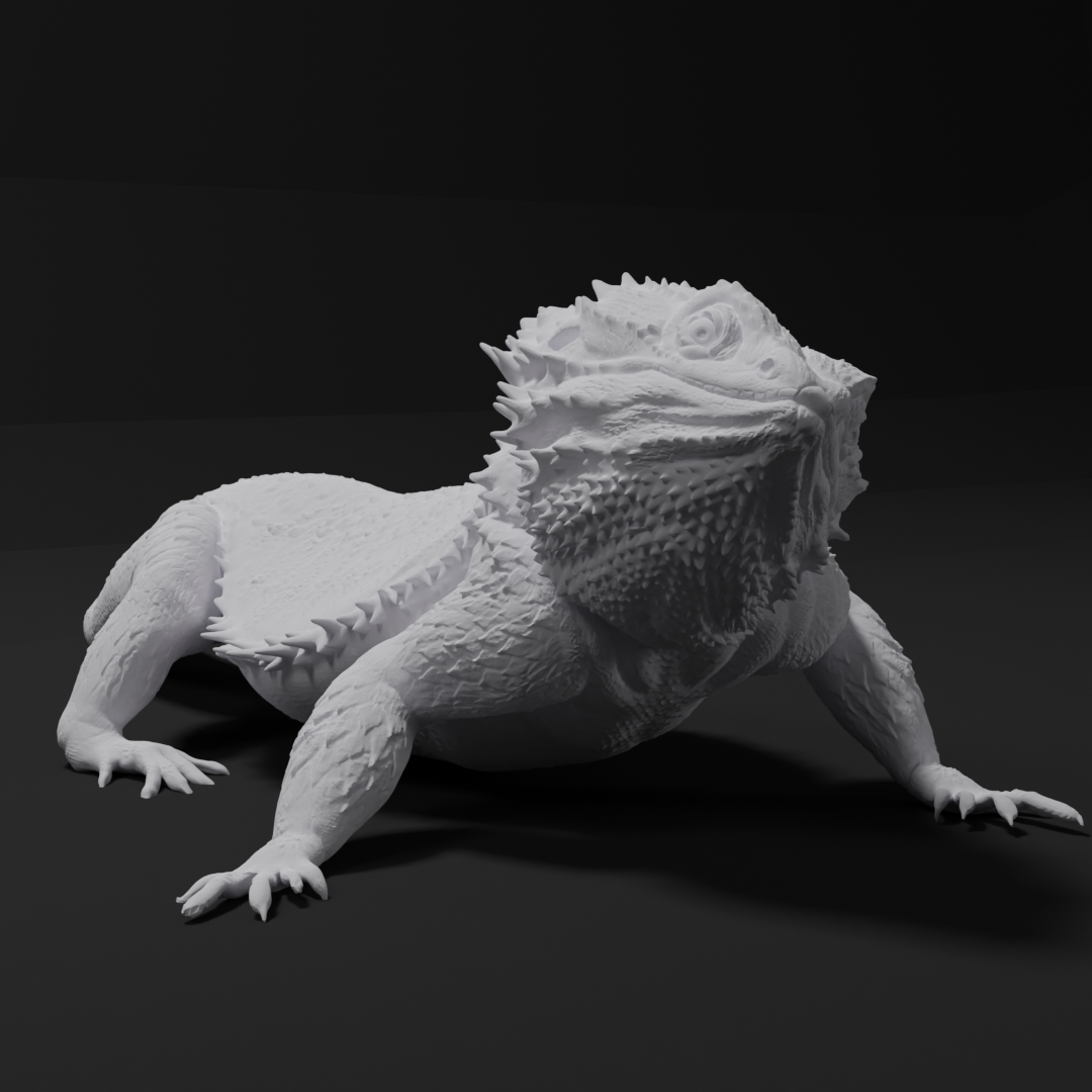 Bearded dragon - Head tilt left - 40cm