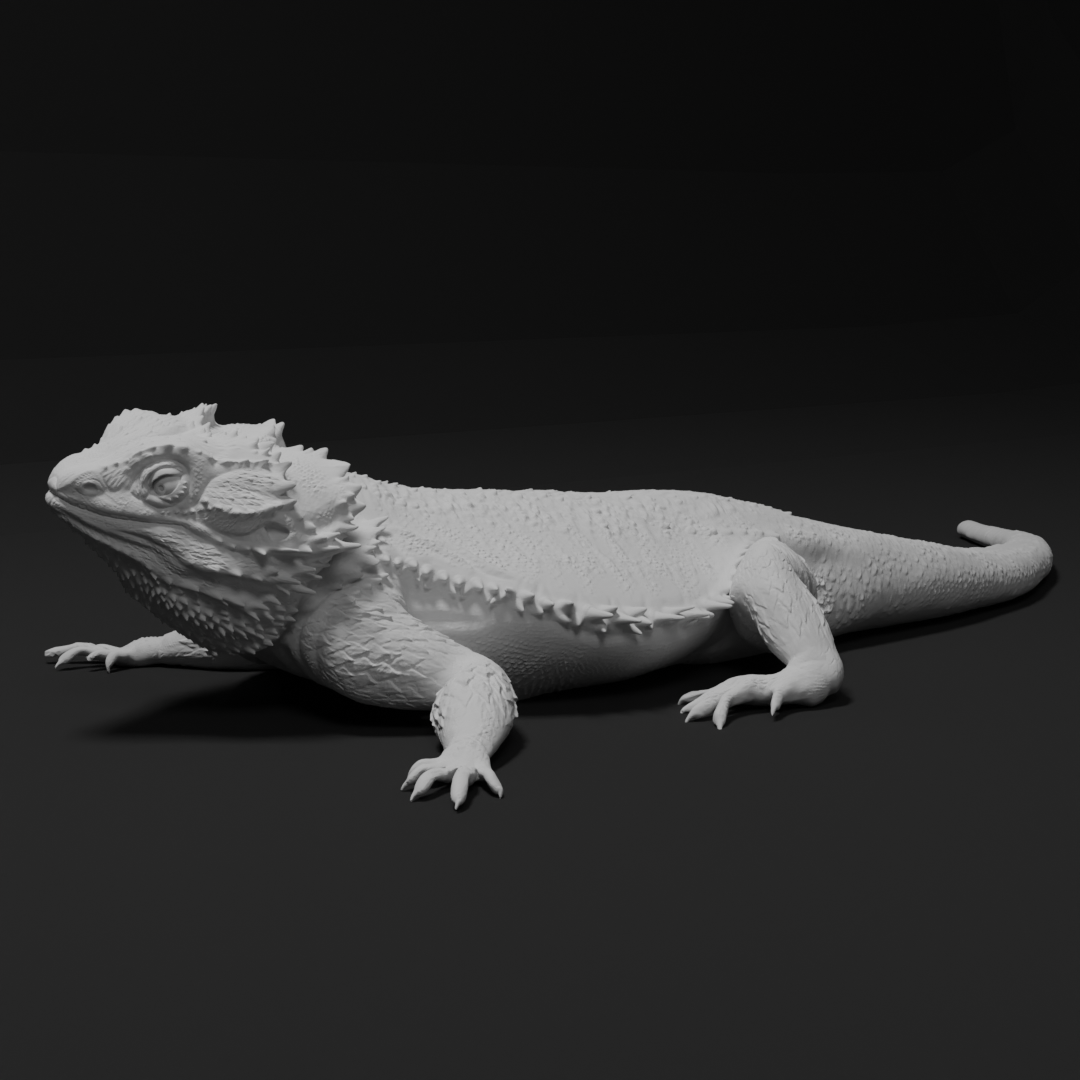 Bearded dragon - Chest down - 40cm