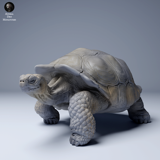 Galapagos giant tortoise