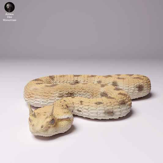 Saharan horned viper
