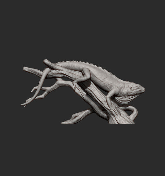 Fijian Iguana
