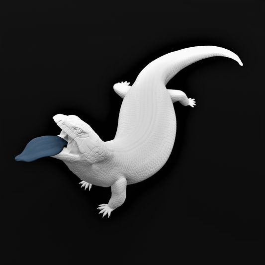 Blue tongue skink - Defensive posture - 40cm