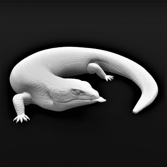 Blue tongue skink - Turning posture - 40cm