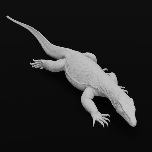 Asian Water monitor - Walking - 30cm