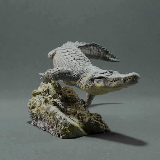 American alligator swimming