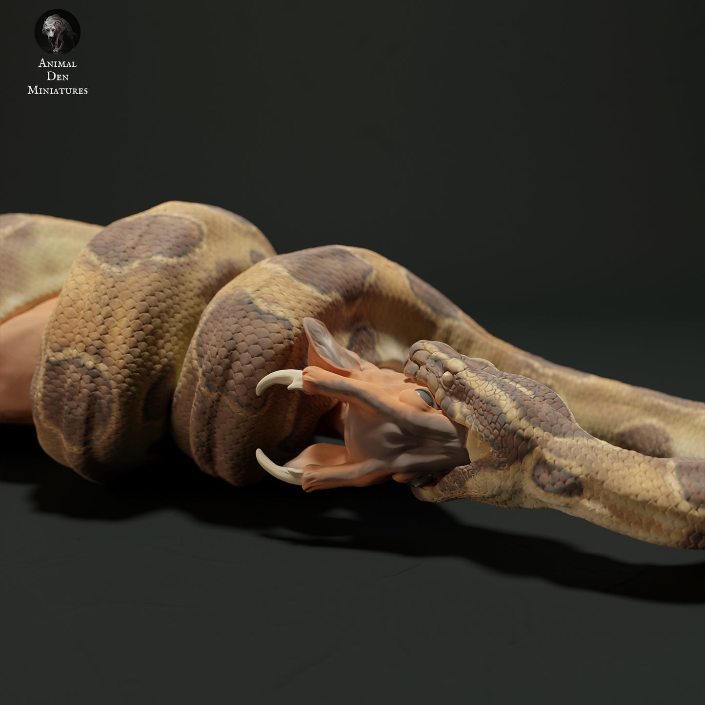 Burmese python eating muntjac