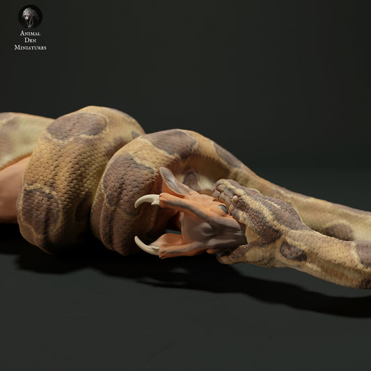 Burmese python eating muntjac