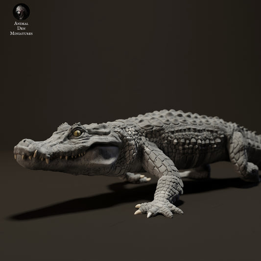 Black caiman walking