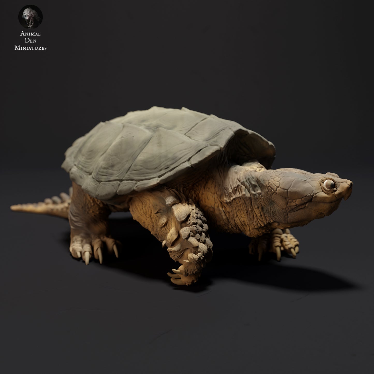 Common snapping turtle walking