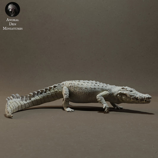 Nile crocodile walking