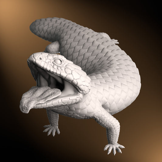 Shingleback - Defensive posture - 40cm