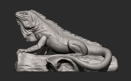 Green Iguana