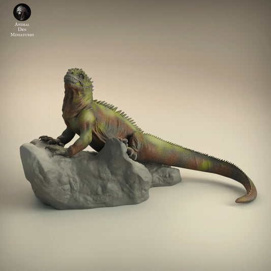 Marine iguana