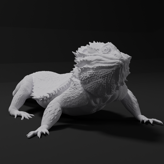 Bearded dragon - Head tilt left - 40cm