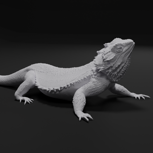 Bearded dragon - Head tilt right - 40cm